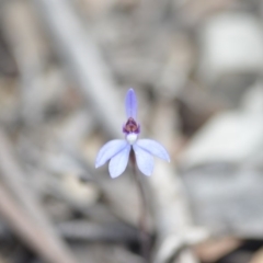 Cyanicula caerulea at Wamboin, NSW - suppressed