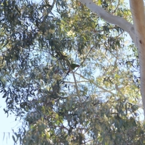 Lathamus discolor at Barton, ACT - 26 Sep 2018