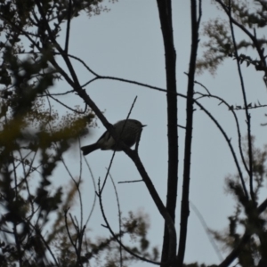 Acanthiza pusilla at Wamboin, NSW - 27 Sep 2018 10:21 AM