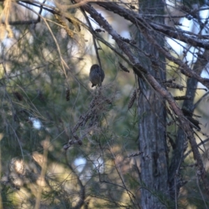 Acanthiza pusilla at Wamboin, NSW - 27 Sep 2018 10:21 AM