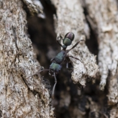 Rhytidoponera metallica (Greenhead ant) at Michelago, NSW - 13 Oct 2018 by Illilanga