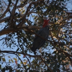Callocephalon fimbriatum (Gang-gang Cockatoo) at Wamboin, NSW - 27 Sep 2018 by natureguy