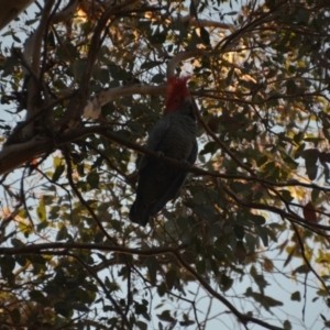 Callocephalon fimbriatum at Wamboin, NSW - suppressed