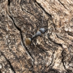Camponotus aeneopilosus (A Golden-tailed sugar ant) at Illilanga & Baroona - 13 Oct 2018 by Illilanga