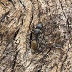 Camponotus aeneopilosus at Michelago, NSW - 13 Oct 2018
