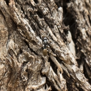 Camponotus aeneopilosus at Michelago, NSW - 13 Oct 2018