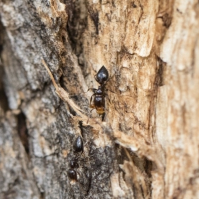 Crematogaster sp. (genus) (Acrobat ant, Cocktail ant) at Illilanga & Baroona - 13 Oct 2018 by Illilanga