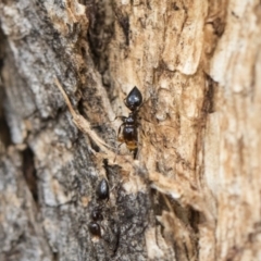 Crematogaster sp. (genus) (Acrobat ant, Cocktail ant) at Michelago, NSW - 13 Oct 2018 by Illilanga