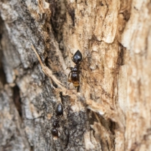 Crematogaster sp. (genus) at Michelago, NSW - 13 Oct 2018