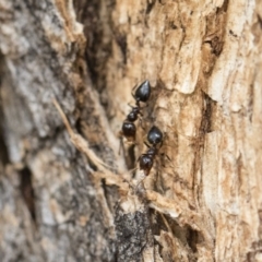 Crematogaster sp. (genus) at Michelago, NSW - 13 Oct 2018