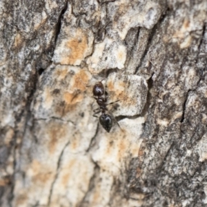 Crematogaster sp. (genus) at Michelago, NSW - 13 Oct 2018