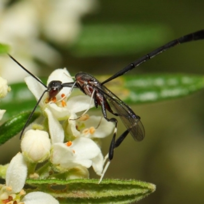 Gasteruption sp. (genus) (Gasteruptiid wasp) at Acton, ACT - 23 Oct 2018 by TimL
