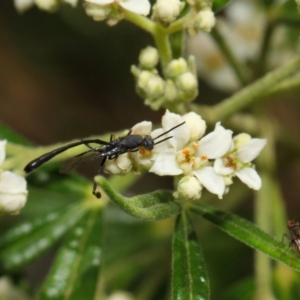 Gasteruption sp. (genus) at Acton, ACT - 23 Oct 2018