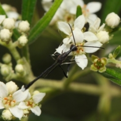 Gasteruption sp. (genus) at Acton, ACT - 23 Oct 2018 12:23 PM