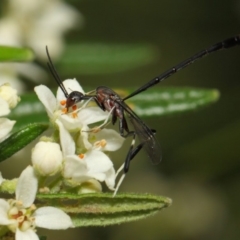 Gasteruption sp. (genus) at Acton, ACT - 23 Oct 2018 12:23 PM