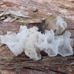 Tremella fuciformis (Snow Fungus) at Cotter River, ACT - 23 Oct 2018 by Christine
