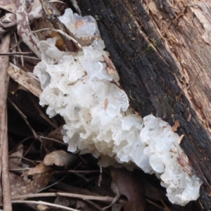 Tremella fuciformis at Cotter River, ACT - 23 Oct 2018 11:05 AM