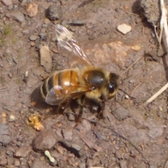 Apis mellifera at Cotter River, ACT - 23 Oct 2018 11:29 AM