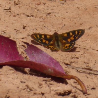 Argynnina cyrila (Forest brown, Cyril's brown) at Cotter River, ACT - 23 Oct 2018 by Christine