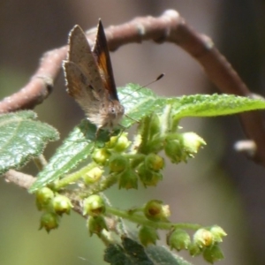 Paralucia aurifera at Cotter River, ACT - 23 Oct 2018 11:48 AM