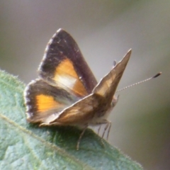 Paralucia aurifera at Cotter River, ACT - 23 Oct 2018