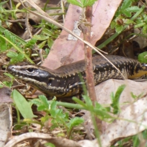 Eulamprus heatwolei at Cotter River, ACT - 23 Oct 2018 11:49 AM