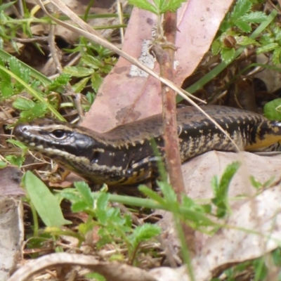 Eulamprus heatwolei (Yellow-bellied Water Skink) at Cotter River, ACT - 23 Oct 2018 by Christine