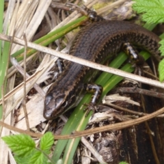 Eulamprus heatwolei at Cotter River, ACT - 23 Oct 2018