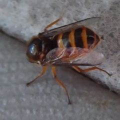 Ogcodes sp. (genus) (Hunchback Fly) at Namadgi National Park - 23 Oct 2018 by Christine