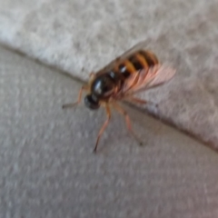 Ogcodes sp. (genus) at Cotter River, ACT - 23 Oct 2018