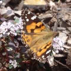 Vanessa kershawi (Australian Painted Lady) at Cotter River, ACT - 23 Oct 2018 by Christine