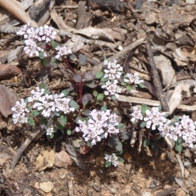 Poranthera microphylla (Small Poranthera) at Cotter River, ACT - 23 Oct 2018 by Christine