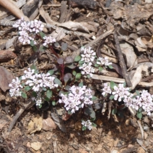 Poranthera microphylla at Cotter River, ACT - 23 Oct 2018