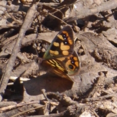 Argynnina cyrila (Forest Brown, Cyril's Brown) at Cotter River, ACT - 23 Oct 2018 by Christine