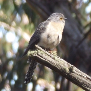 Cacomantis flabelliformis at Cotter River, ACT - 23 Oct 2018