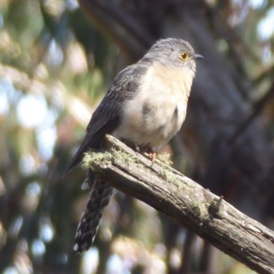 Cacomantis flabelliformis (Fan-tailed Cuckoo) at Namadgi National Park - 23 Oct 2018 by Christine