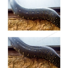 Morelia spilota spilota at Bald Hills, NSW - 19 Sep 2018