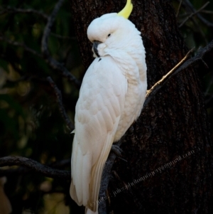 Cacatua galerita at Bald Hills, NSW - 29 Aug 2018 11:43 PM