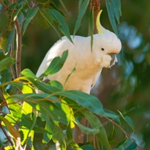 Cacatua galerita at Bald Hills, NSW - 29 Aug 2018 11:43 PM