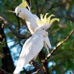 Cacatua galerita at Bald Hills, NSW - 29 Aug 2018 11:43 PM