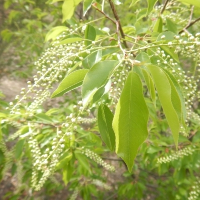 Prunus serotina (Black Cherry) at Urambi Hills - 22 Oct 2018 by MichaelMulvaney