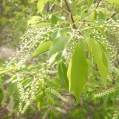 Prunus serotina (Black Cherry) at Urambi Hills - 22 Oct 2018 by MichaelMulvaney