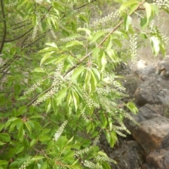 Prunus serotina at Urambi Hills - 23 Oct 2018