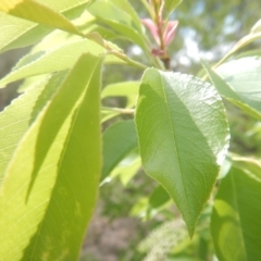 Prunus serotina at Urambi Hills - 23 Oct 2018