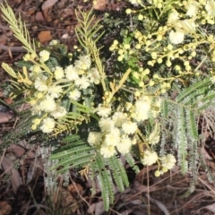 Acacia mearnsii (Black Wattle) at Aranda, ACT - 18 Nov 2017 by PeteWoodall