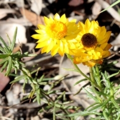 Xerochrysum viscosum (Sticky Everlasting) at Aranda, ACT - 18 Nov 2017 by PeteWoodall