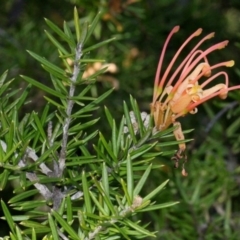 Grevillea juniperina (Grevillea) at Aranda, ACT - 18 Nov 2017 by PeteWoodall