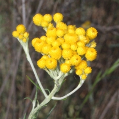 Chrysocephalum semipapposum (Clustered Everlasting) at Aranda, ACT - 19 Nov 2017 by PeteWoodall