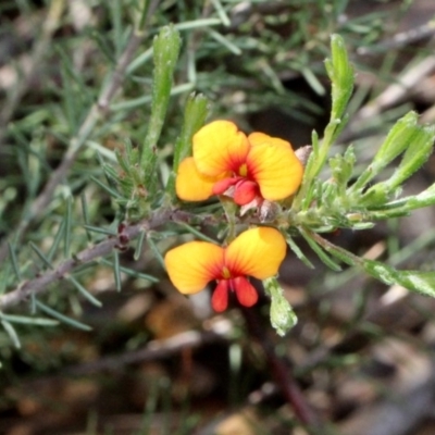 Dillwynia sp. at Aranda, ACT - 19 Nov 2017 by PeteWoodall