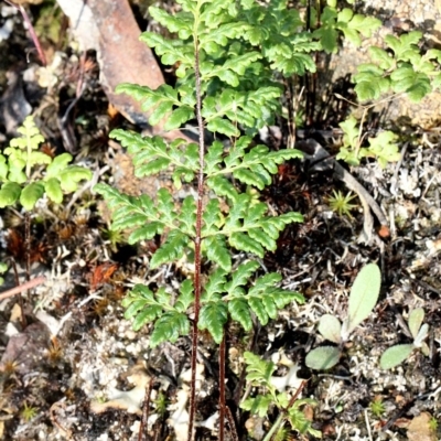 Cheilanthes (genus) (Rock Fern) at Dunlop, ACT - 19 Nov 2017 by PeteWoodall
